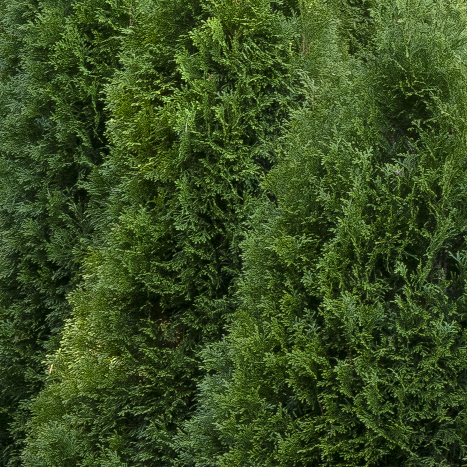 emerald green arborvitae hedge