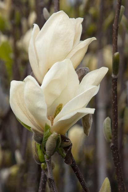 ハイドランジア マグノリア マグノリア - ハイドランジア ┃ヨーヨー専門店リワインド