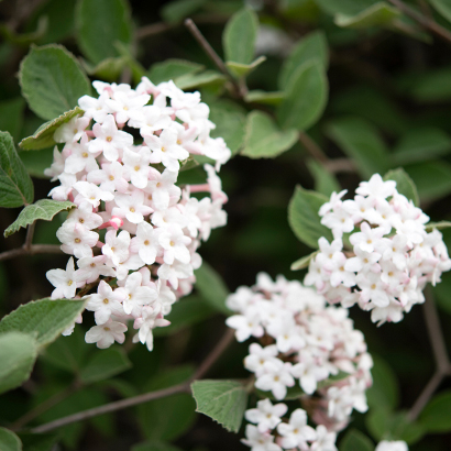 white flowers of korean spice viburnum
