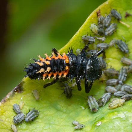 orange and black ladybug larvae