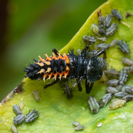 Beneficial Insects for a Healthy Garden: A Visual Guide