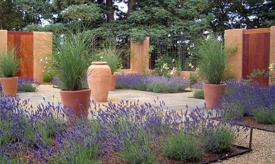 lavender and maiden grass with terra cotta urns and garden walls