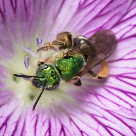 green sweat bee in purple flower