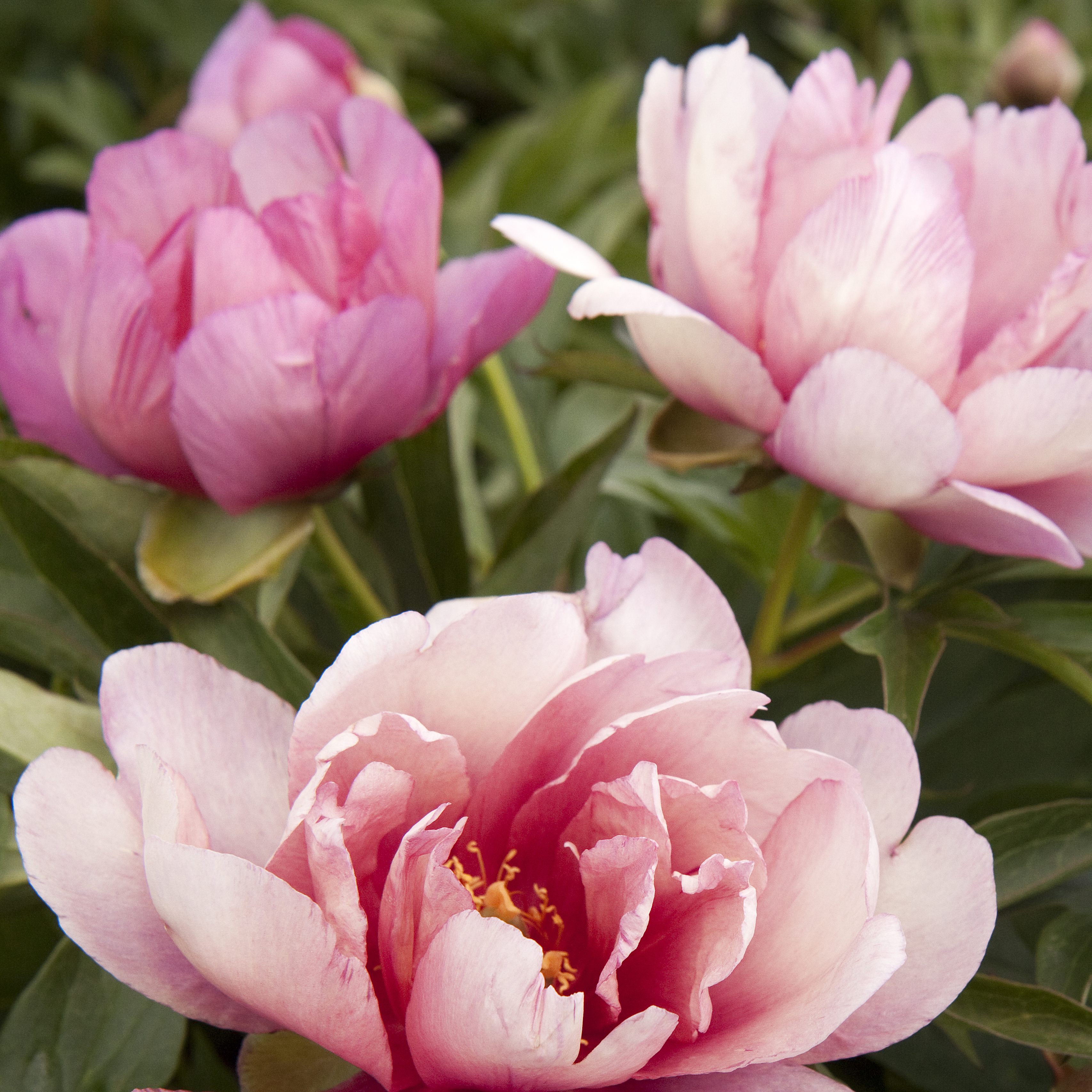 pink peony flowers