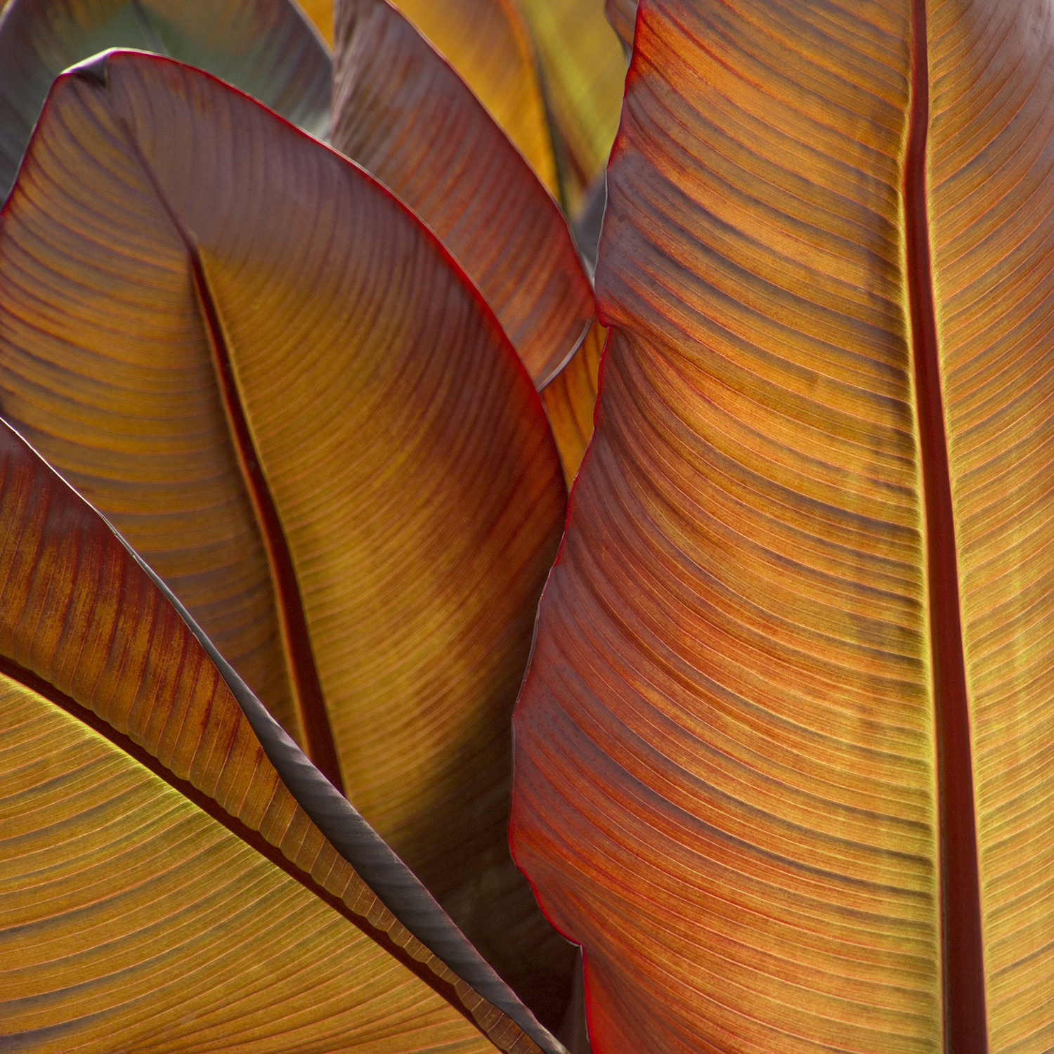 red leaves on banana plant