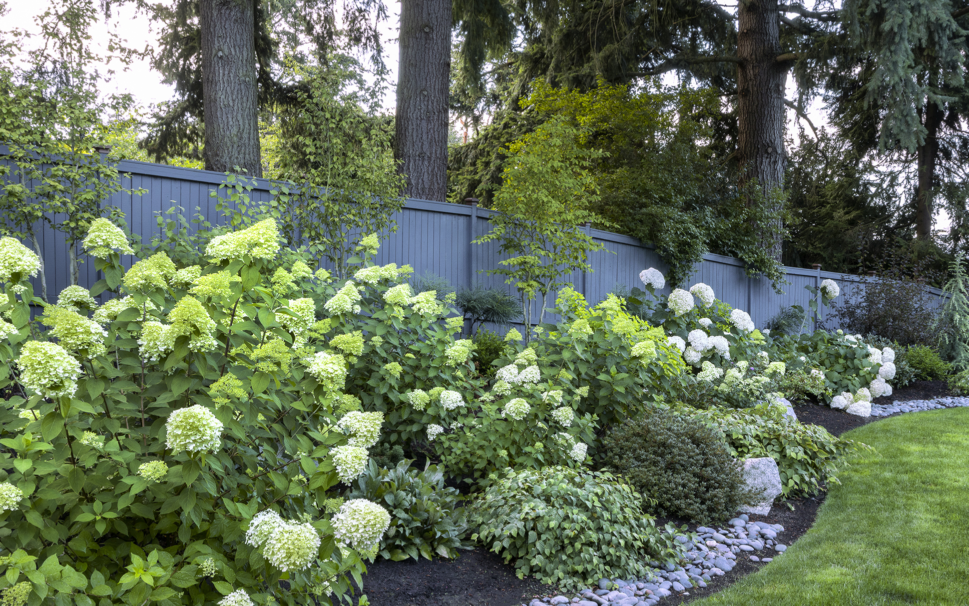 hydrangeas in shade garden