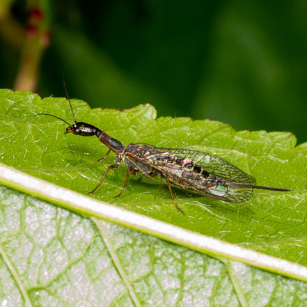 snakefly