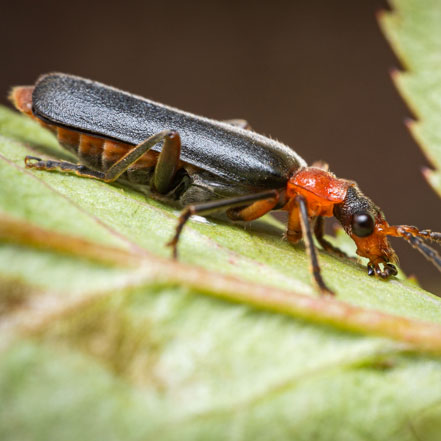 black soldier beetle with red