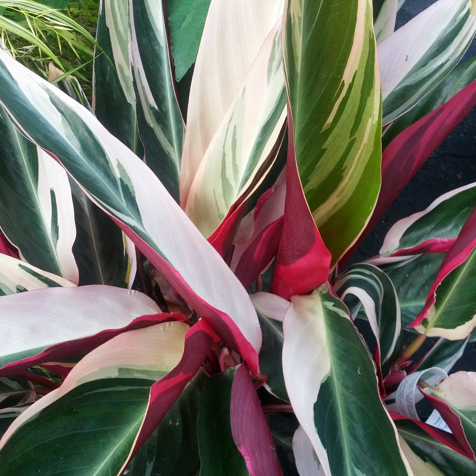 pink, red, white and green triostar stromanthe leaves