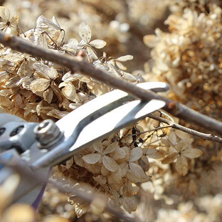 pruning hydrangea with shears