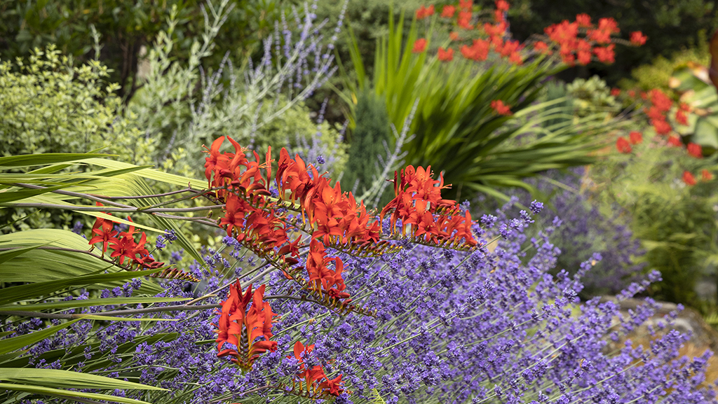 colorful garden with bright orange montbretia and contrasting purple russian sage flowers