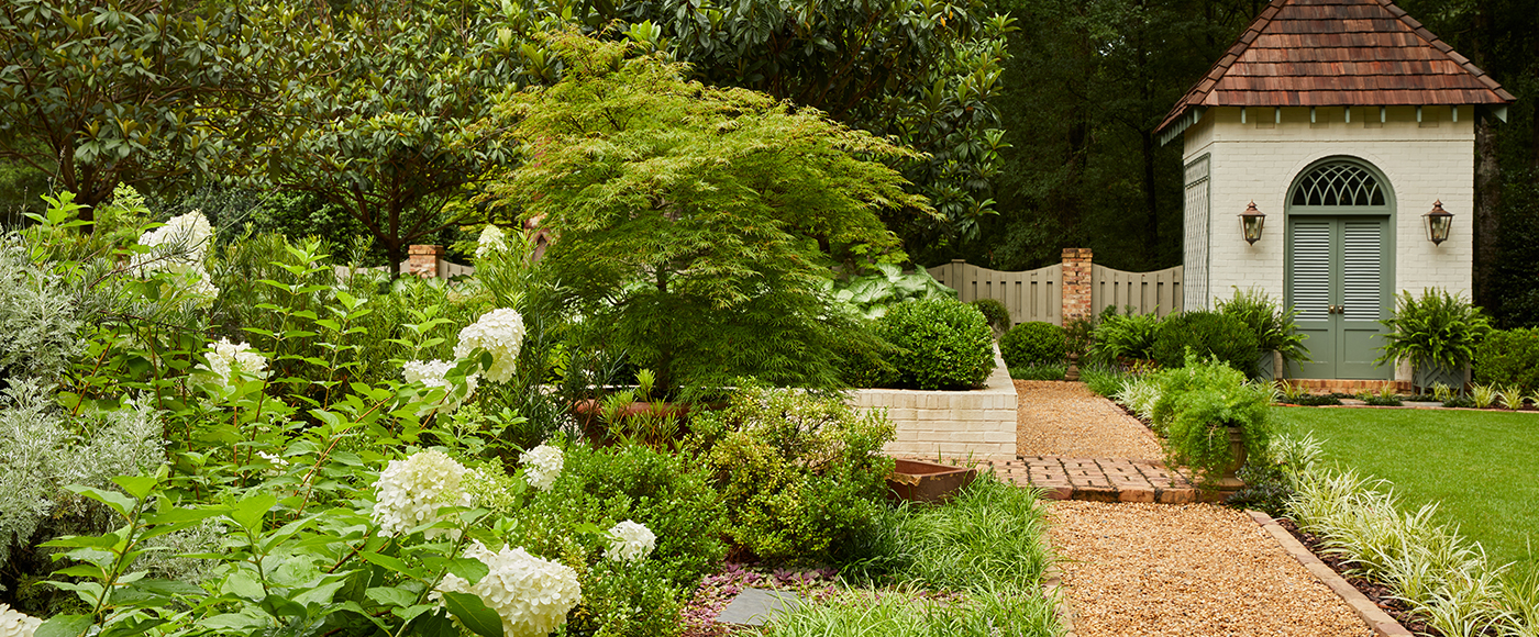 romantic garden with white panicle hydrangeas near a gravel pathway