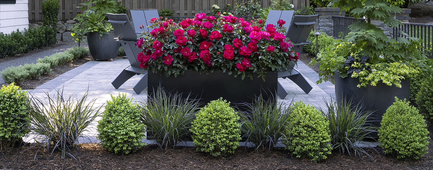 pink roses in black container with symmetrical row of boxwoods and grasses in front