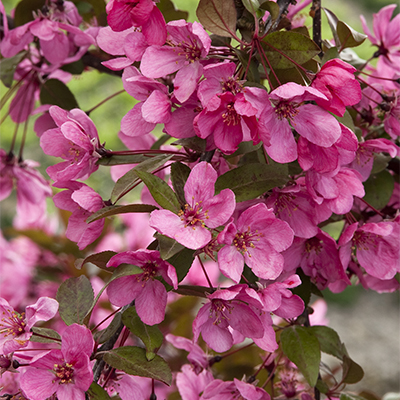 pink crabapple flowers