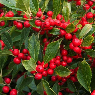 red berries on Red Sprite Winterberry Holly