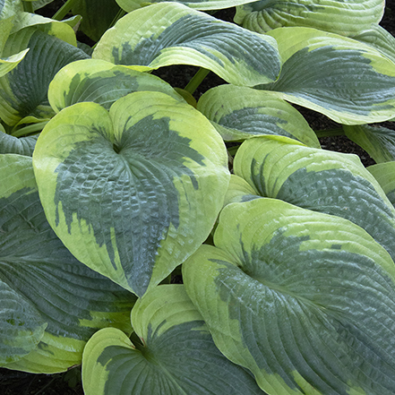 hosta with green foliage with light green margins