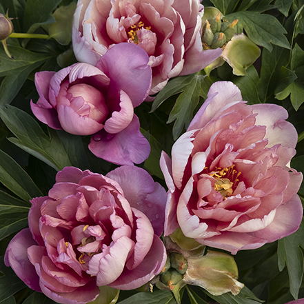 large, double pink peony flowers