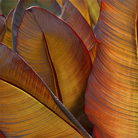 red banana leaves