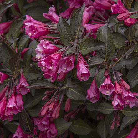 bright pink flowers and dark foliage on wine and roses weigela