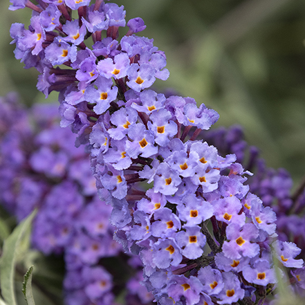 light purple butterfly bush flower