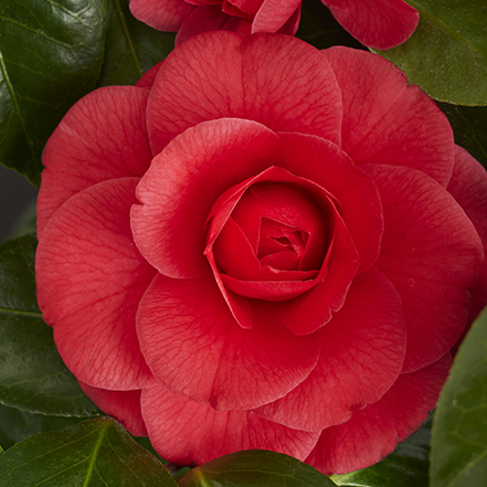 red Mathotiana Supreme Camellia