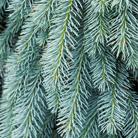 blue foliage of the blues blue spruce cascades over the sides of a container