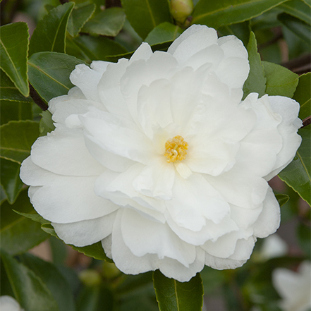white camellia flower with yellow center