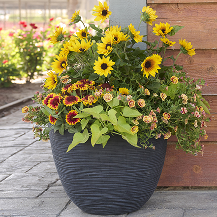 sunbelievable sunflowers in a container