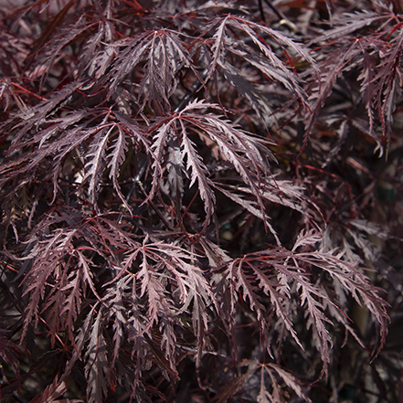 dark purple tamukeyama japanese maple leaves
