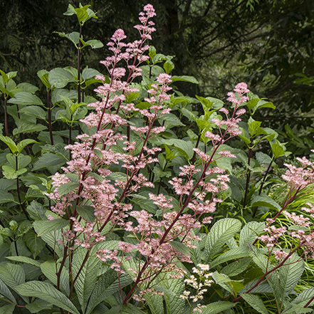 pink rodgersia flowers