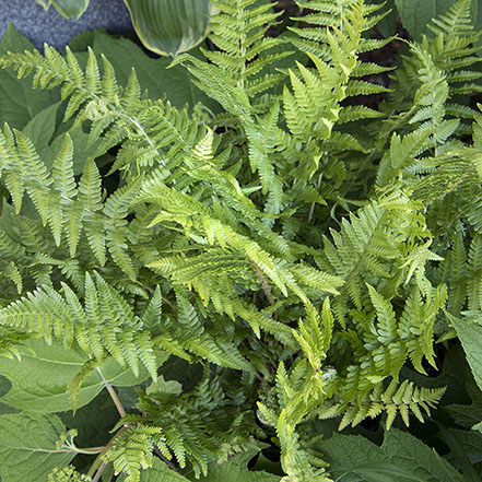 robust male fern