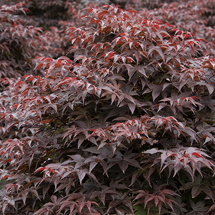 dark red foliage of rhode island red japanese maple