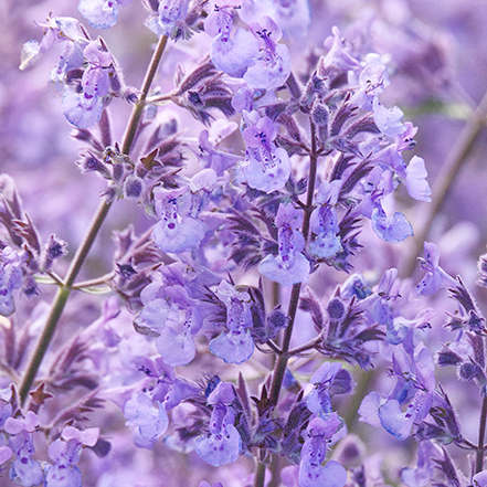purple catmint flowers