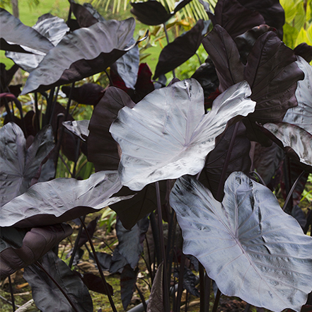 black colocasia leaves