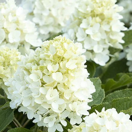 white panicle hydrangea flowers
