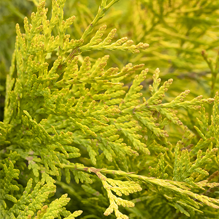 chartreuse foliage on prairie pillar thuja