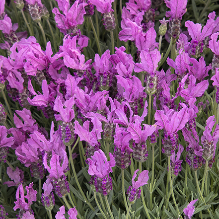 dark pink spanish lavender flowers