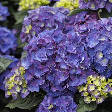 purple newport hydrangea flowers