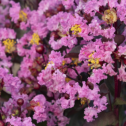 bright pink crape myrtle flowers