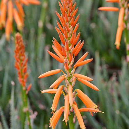 orange aloe flowers