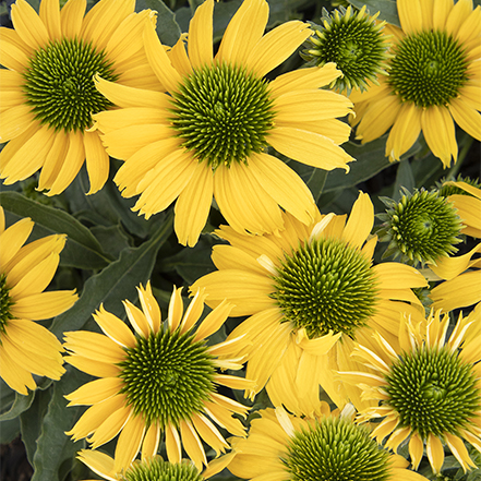 yellow coneflowers
