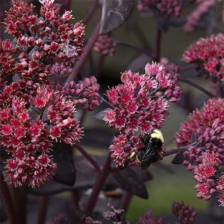 dark pink sedum flower with bumblebee