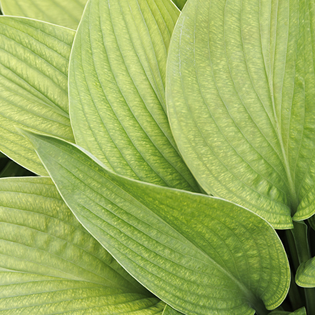 cold hardy and lush, large hosta leaves have a tropical look