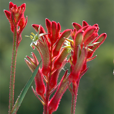 bush ballad kangaroo paw