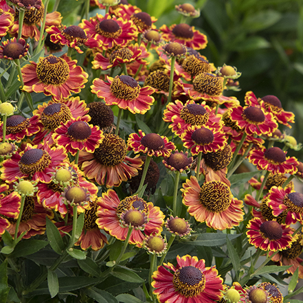 red, orange, and yellow helenium flowers