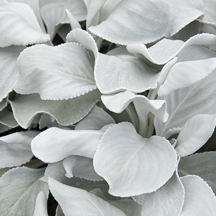 silvery white, velvety leaves of angel wings senecio