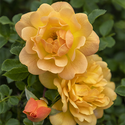 deep yellow rose blooms