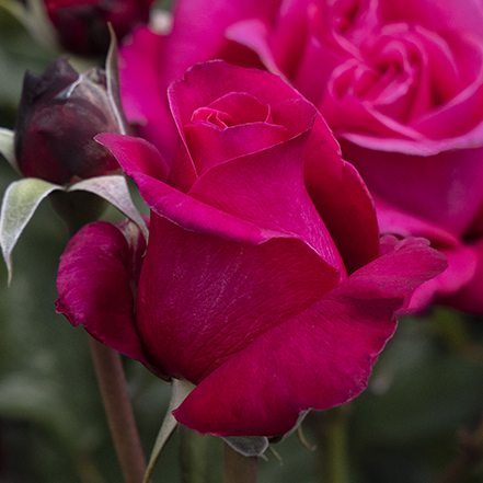 dark pink rose flower