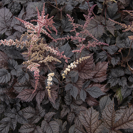 chocolate shogun astillbe foliage and flowers