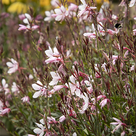soft pink gaura blooms